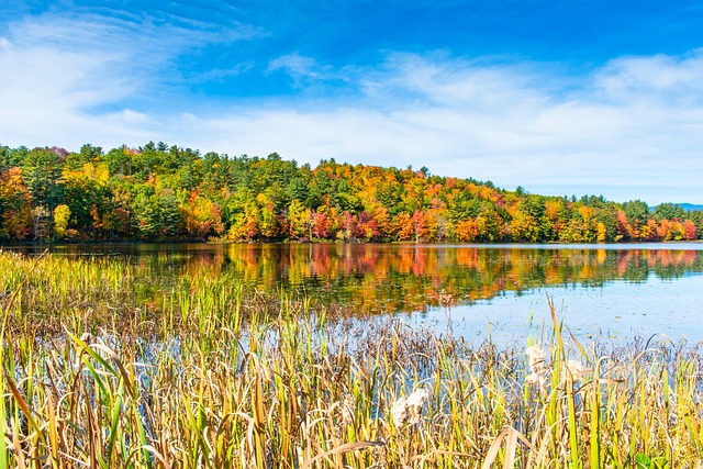 phone,cellphone,smartphone,lawyer,telemarketer,New Hampshire