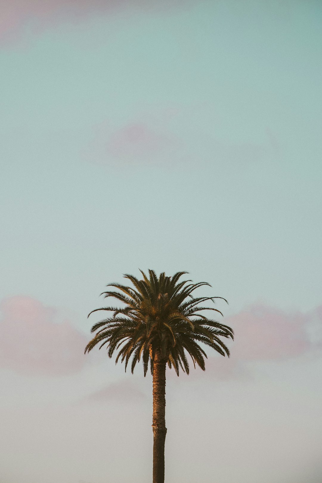 phone,cellphone,smartphone,lawyer,telemarketer,California