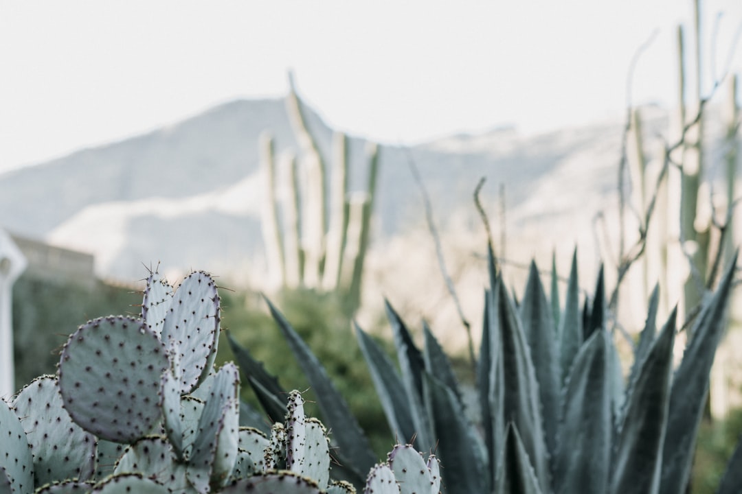 Arizona