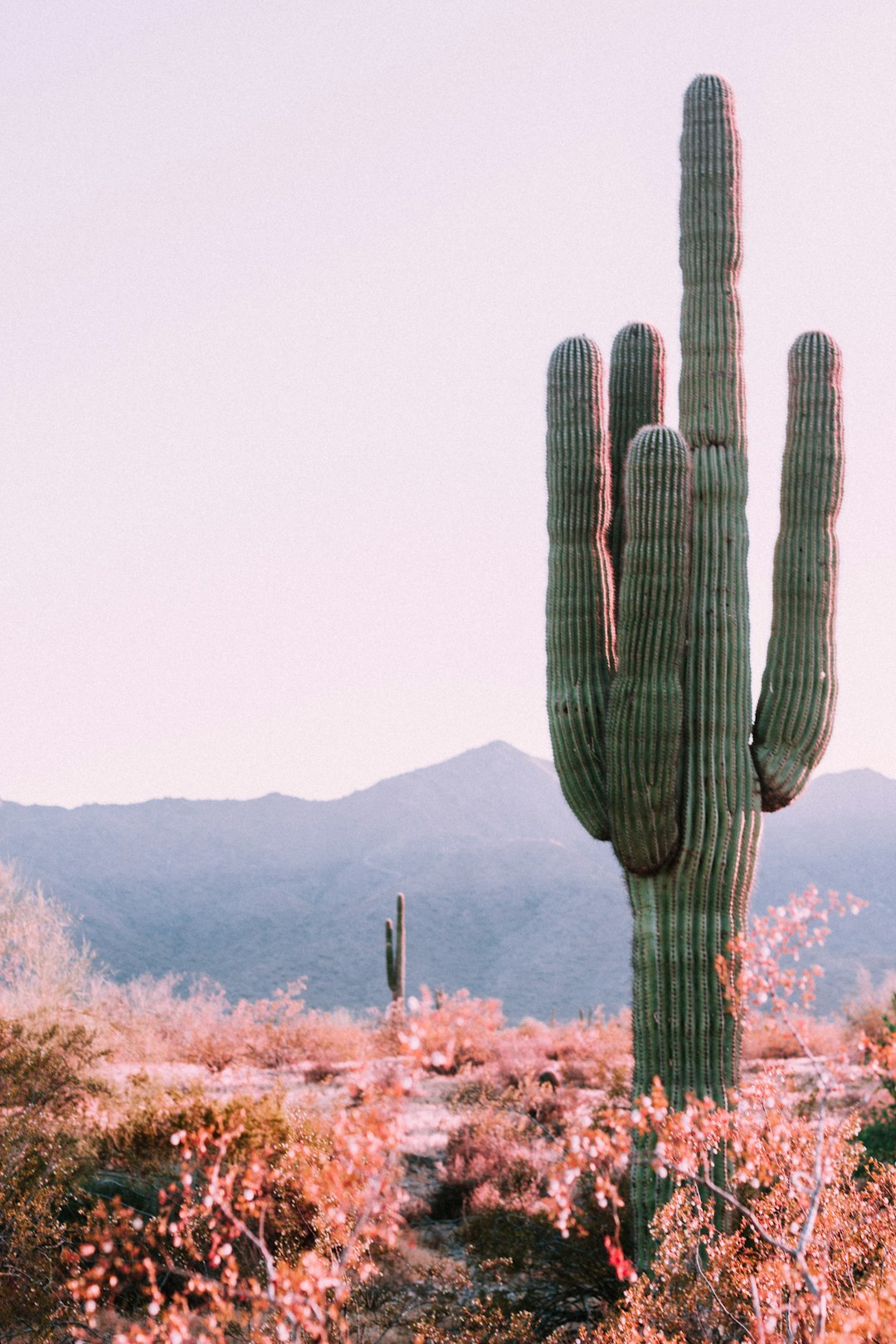 Arizona