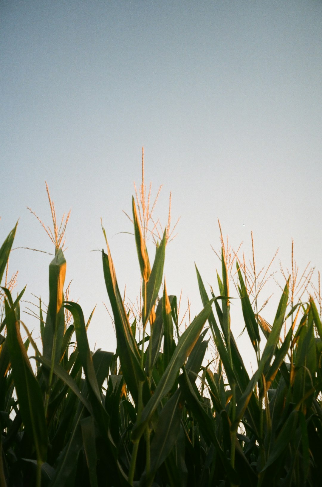 Indiana