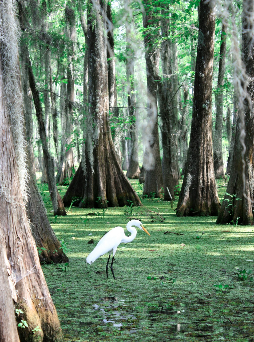 Louisiana