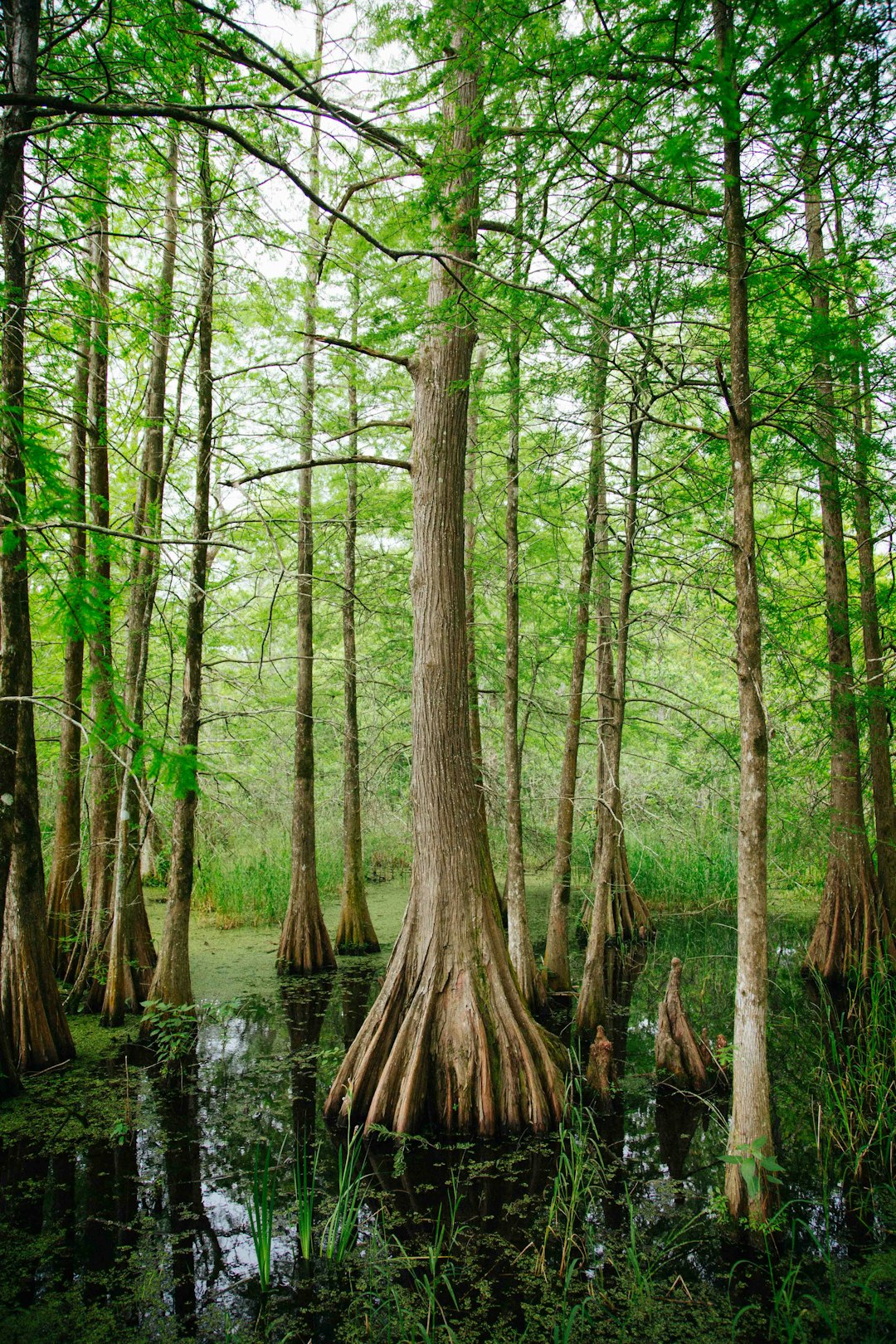 Louisiana