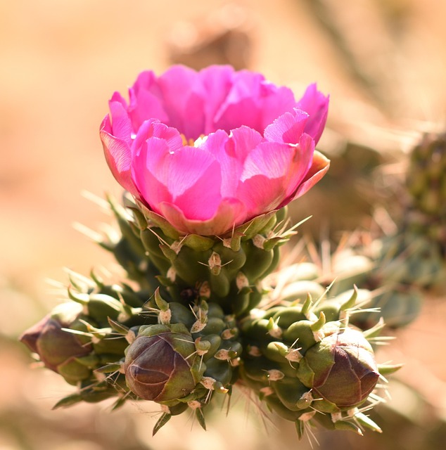 Robocall Protection in New Mexico: Apps, Laws, & Prevention Strategies