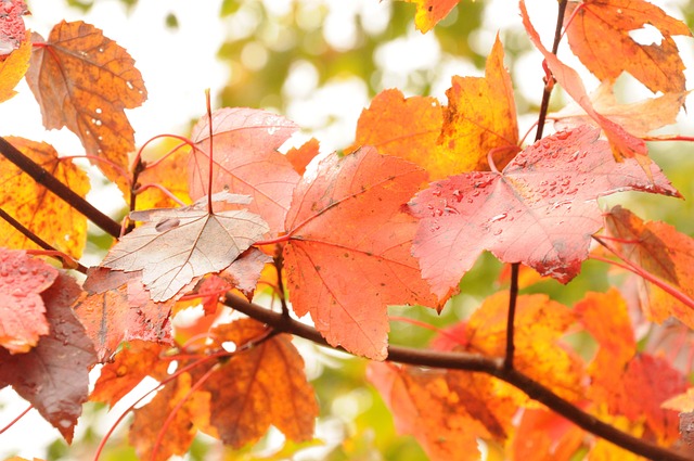 New Hampshire Debt Collection Laws: Protecting Debtors from Unfair Practices & Firms