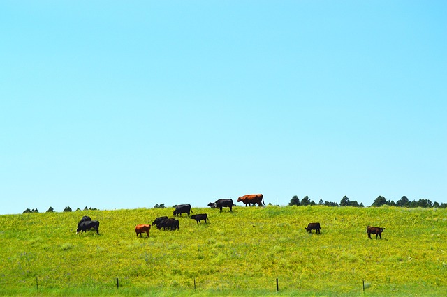 South Dakota Debt Collection Laws: Consumer Rights & Do Not Call Rules