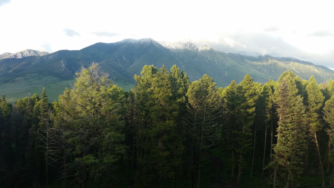 Rathdrum Christmas Tree Farms: Navigating TCPA, Engaging Customers Ethically