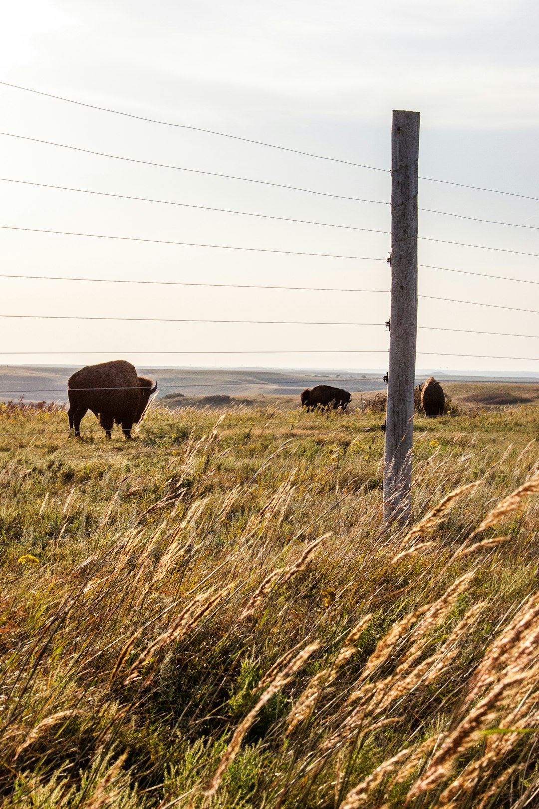 kansas-640x480-69563628.jpeg