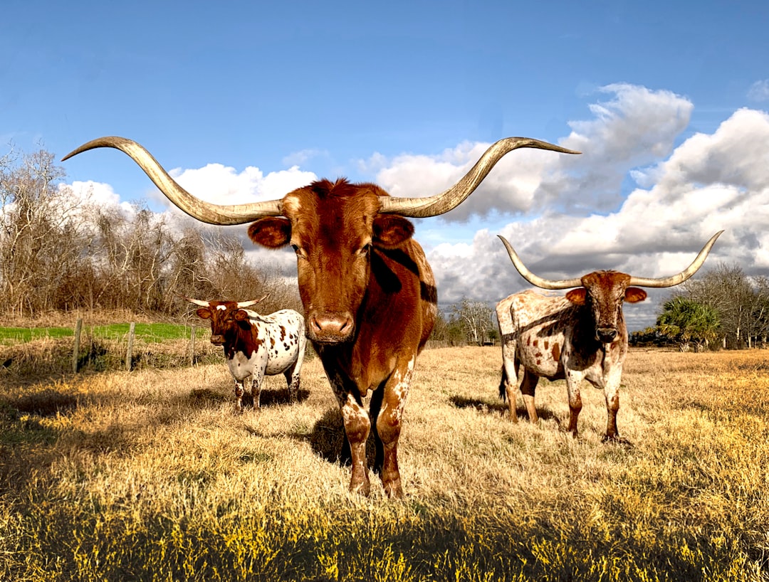 TCPA Attorneys Texas: Federal vs. State Laws Explained