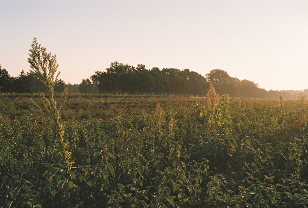 Iowa