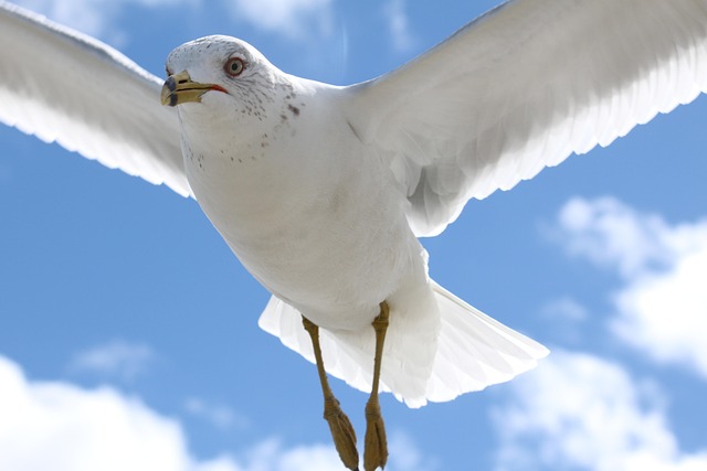 npressfetimg-321.png