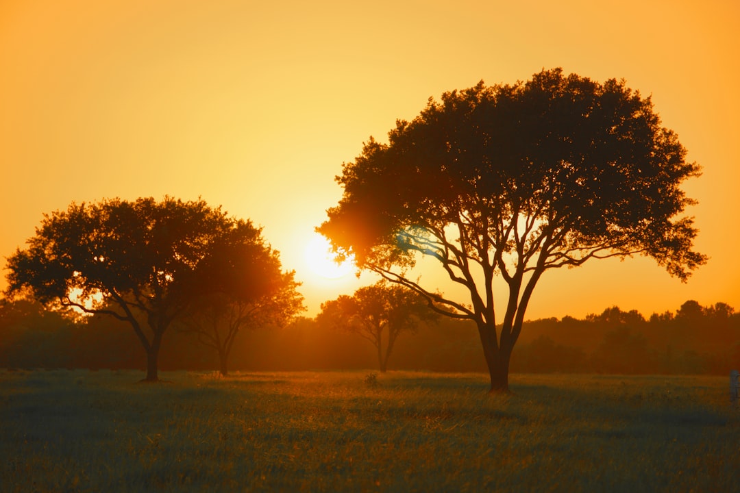 Navigating Texas Call Regulations: Legal Solutions for Businesses