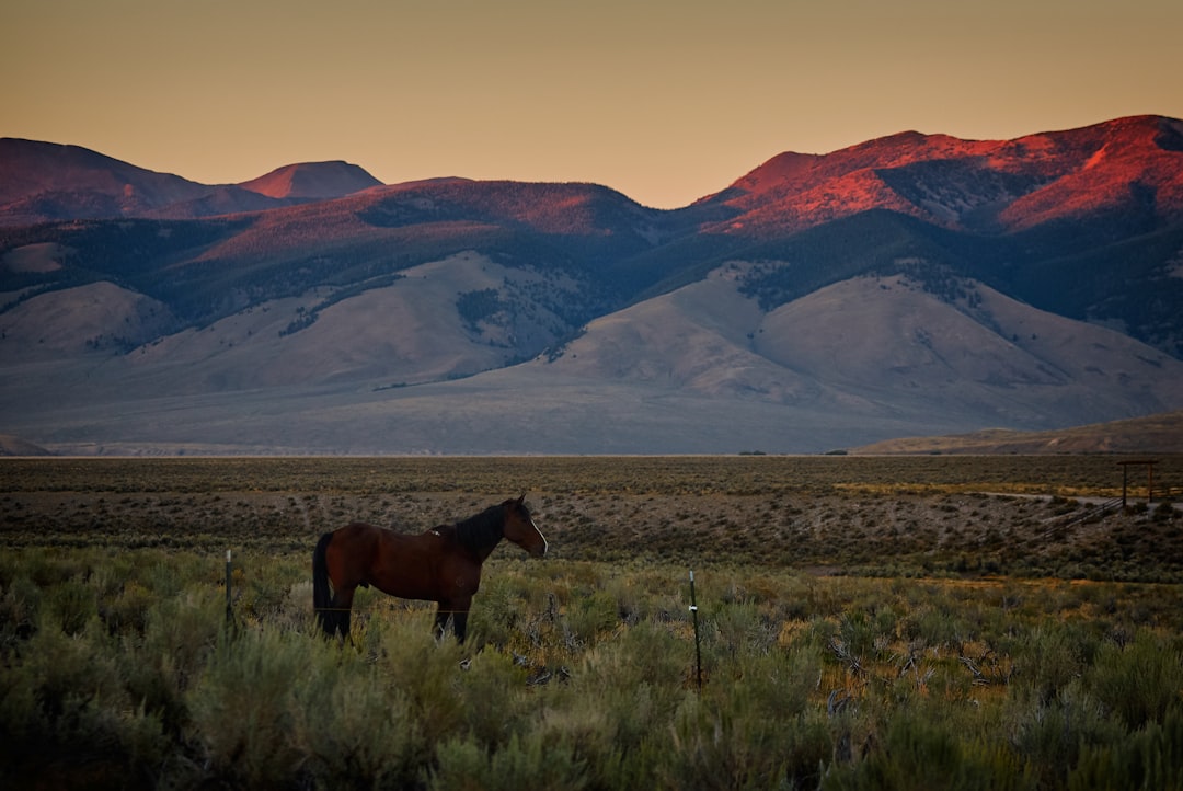 Idaho