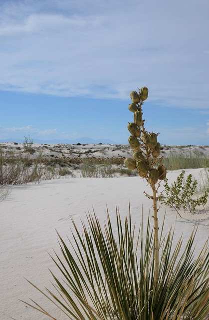 New Mexico
