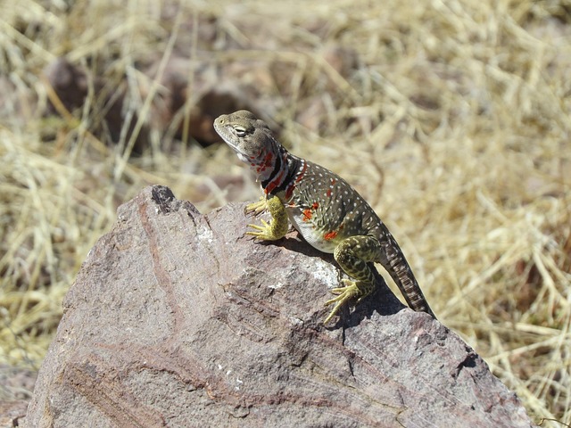 New Mexico