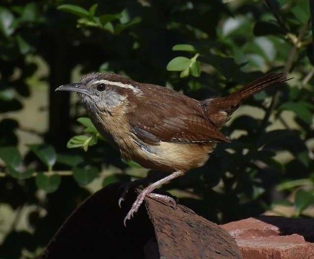 North Carolina