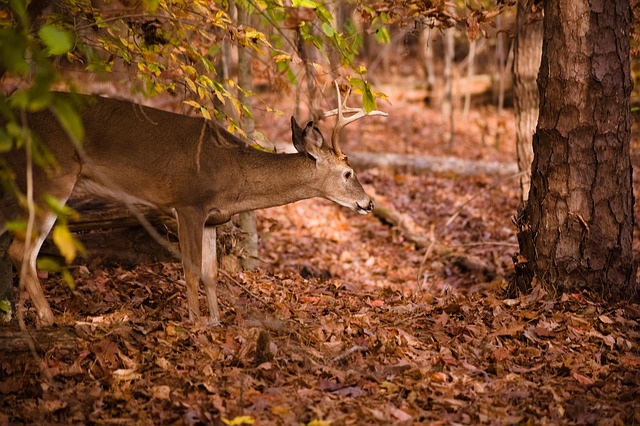 North Carolina