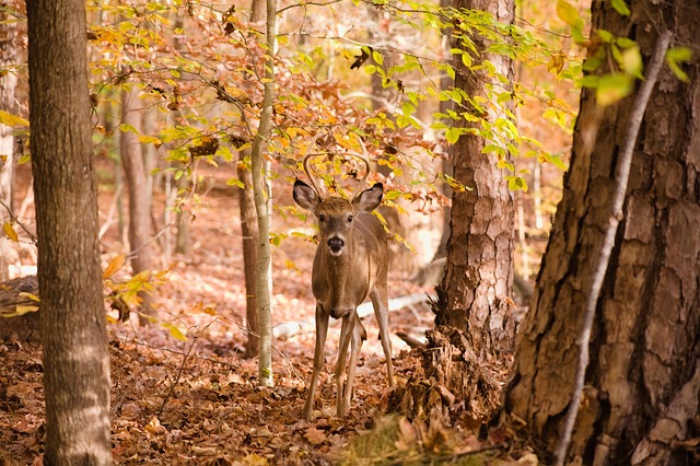 North Carolina