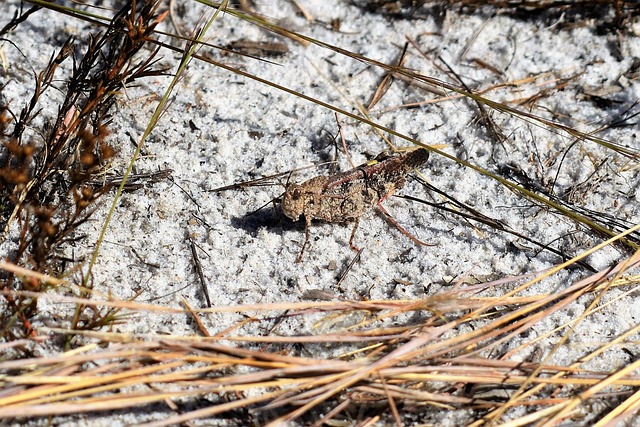 North Carolina