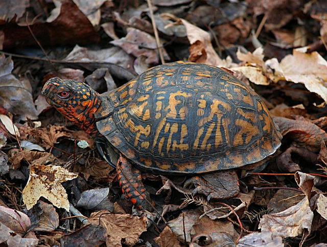 South Carolina