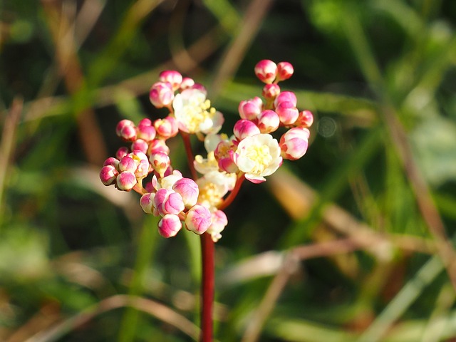 New Hampshire