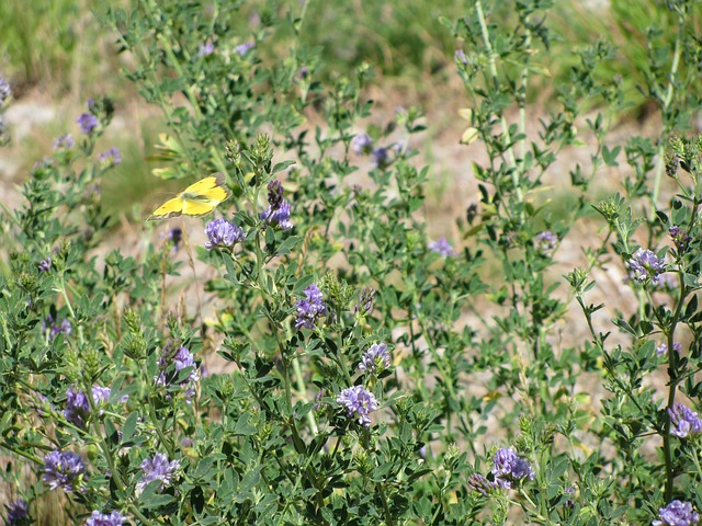 New Mexico