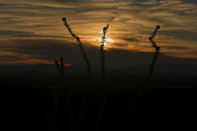 New Mexico