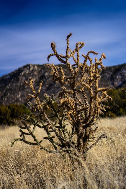 New Mexico