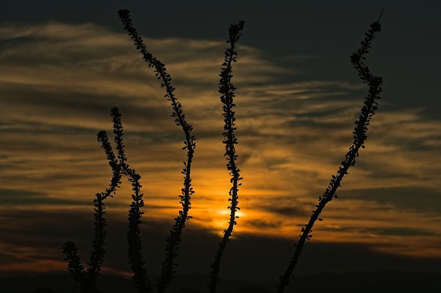 New Mexico
