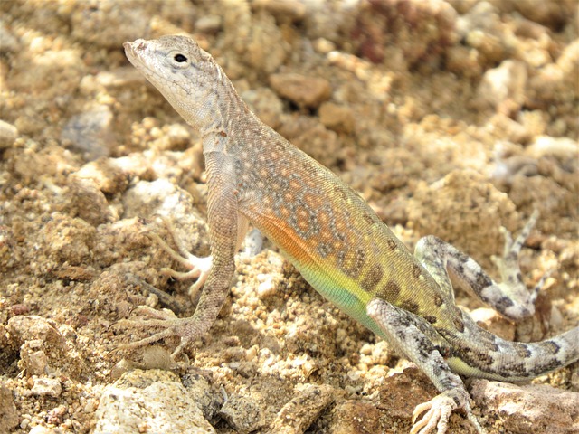 New Mexico