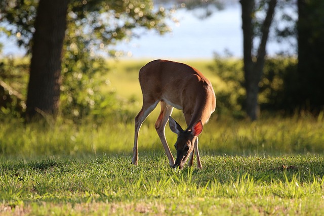 North Carolina