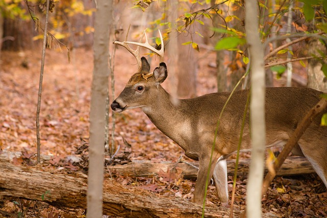 North Carolina
