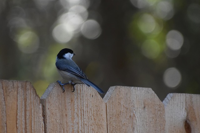 South Carolina