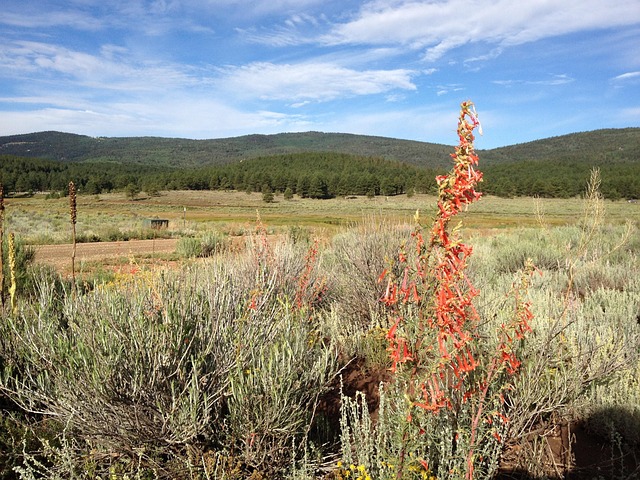 New Mexico