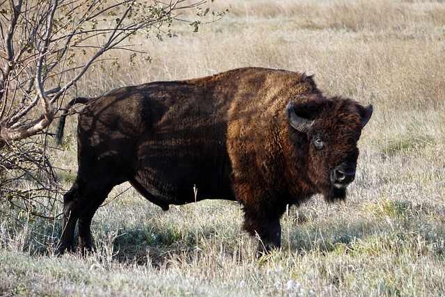 North Dakota