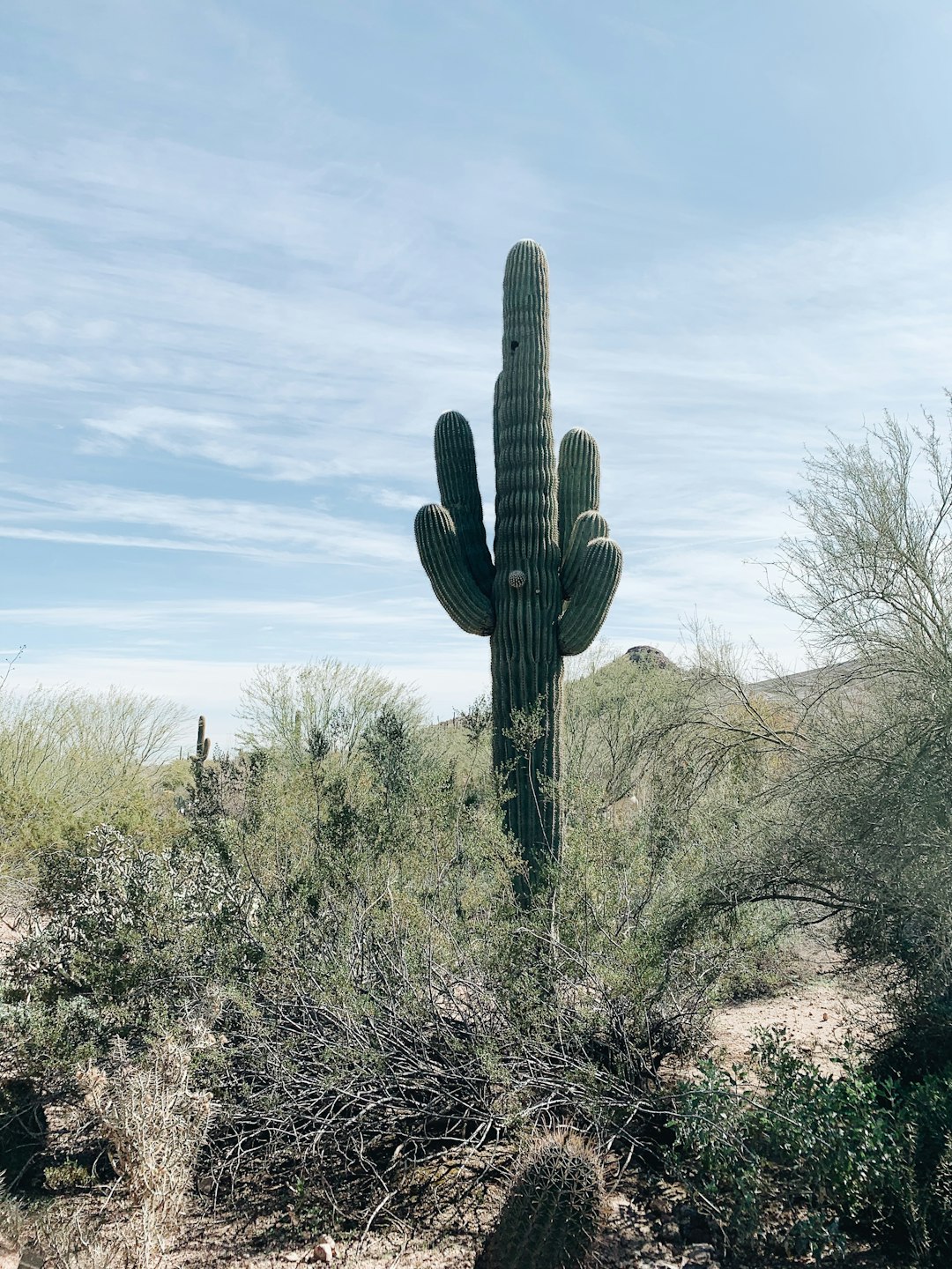 phone,cellphone,smartphone,lawyer,telemarketer,Arizona