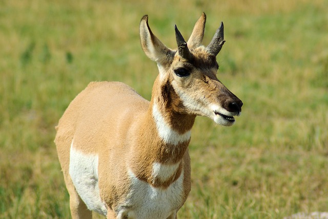 South Dakota