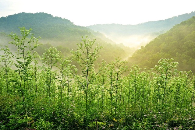 West Virginia