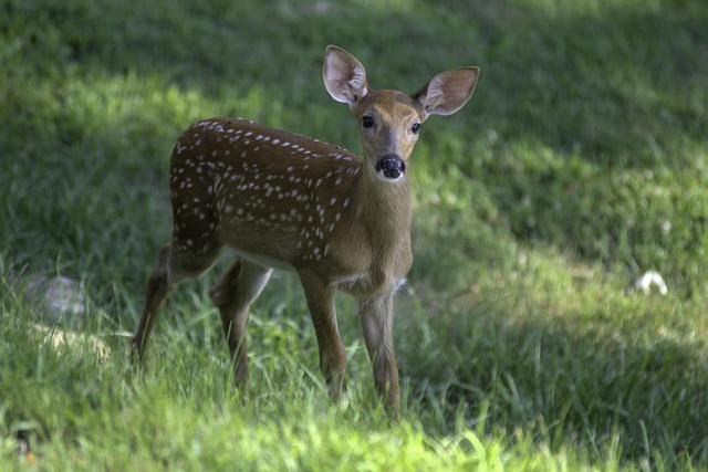 West Virginia