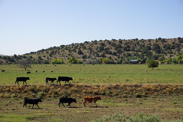 New Mexico