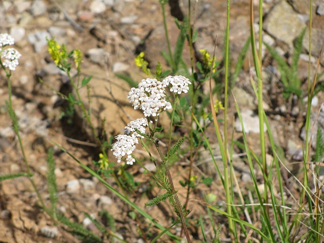 New Mexico