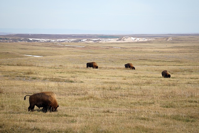 FCC Rulings Guide TCPA Lawyers in North Dakota Cases