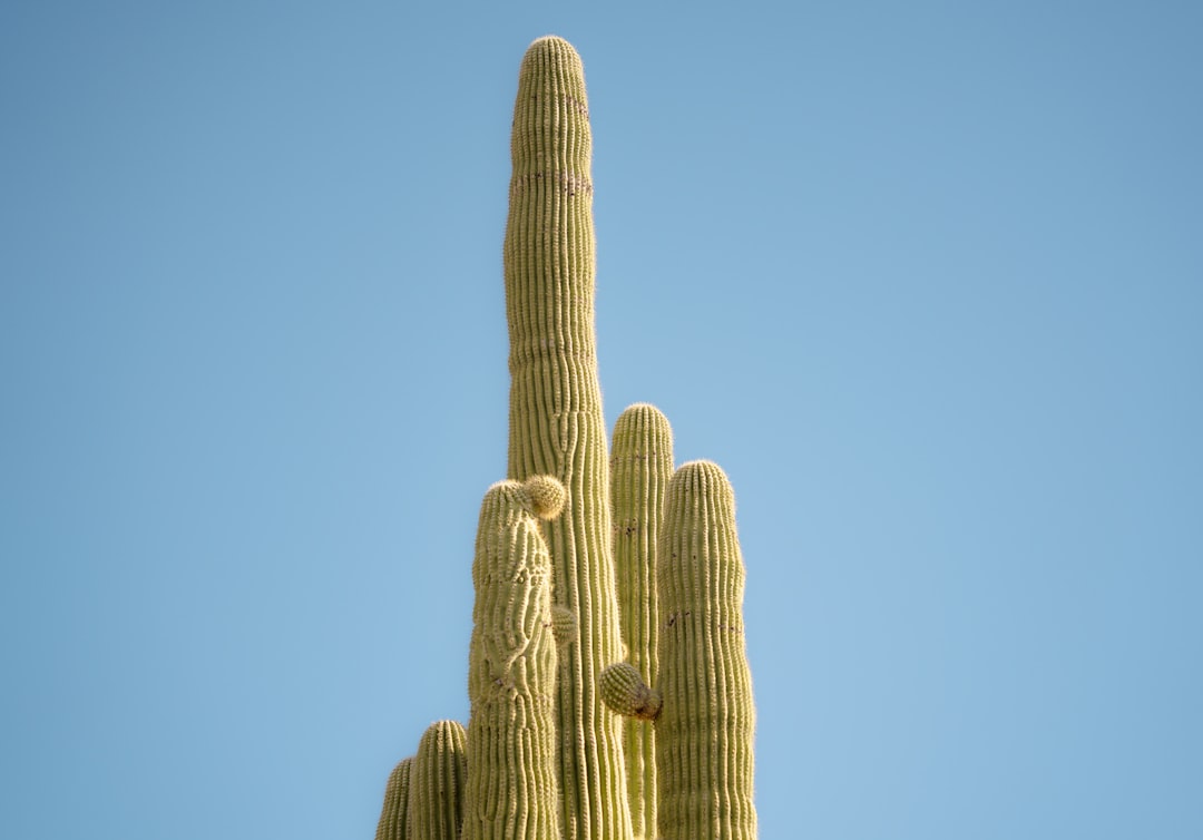 phone,cellphone,smartphone,lawyer,telemarketer,Arizona