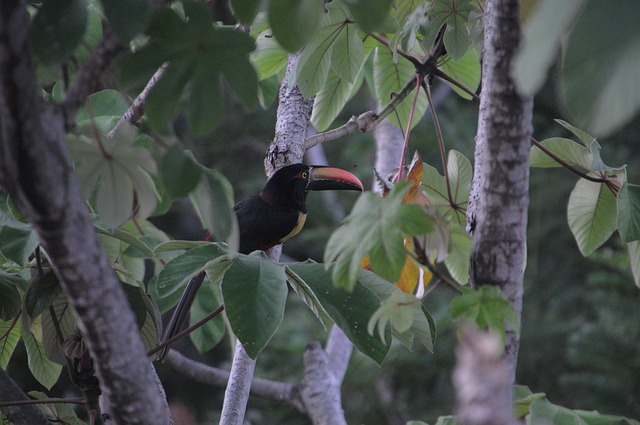 San Antonio